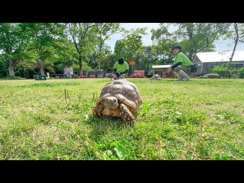 ピクニック日和にPAWのカメたちとお散歩してみたら、とっても癒されました🐢☀️(YouTube)