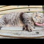 ベンチでくつろいでいたキジトラ猫とサビ猫を順番にナデナデする(YouTube)