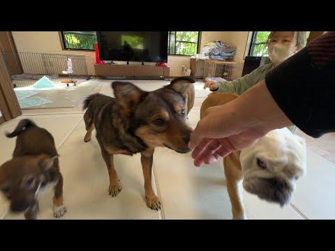 4か月前は人馴れゼロだった保護犬…遂に「おいで！」と言ったら手を触れに来てくれるようになりました！(YouTube)