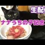 【生配信】今日でナナを保護して6年経ちました生配信📹(YouTube)