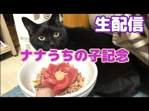 【生配信】今日でナナを保護して6年経ちました生配信📹(YouTube)