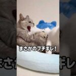 まさかのブチギレマロちゃんが撮れました！ #shorts(YouTube)