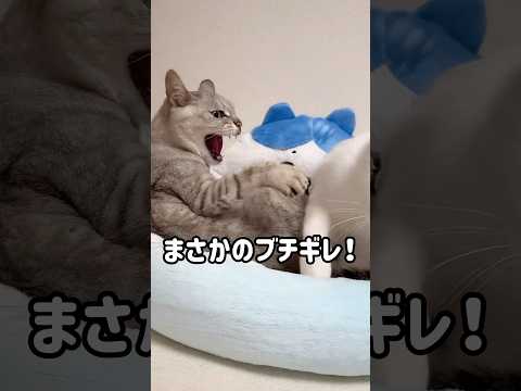 まさかのブチギレマロちゃんが撮れました！ #shorts(YouTube)