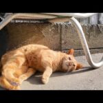 路地裏で神社猫ちゃんに会ったので一緒に神社に行ってきた(YouTube)