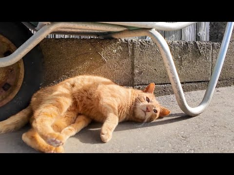 路地裏で神社猫ちゃんに会ったので一緒に神社に行ってきた(YouTube)