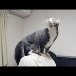 お母さんに天罰を与える猫(YouTube)