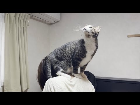 お母さんに天罰を与える猫(YouTube)