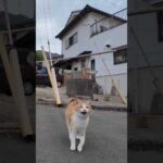 猫島に着いて神社に行くと猫たちが階段下で出迎えてくれた  #ImpressedCatVideo #catisland #猫(YouTube)