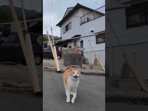 猫島に着いて神社に行くと猫たちが階段下で出迎えてくれた  #ImpressedCatVideo #catisland #猫(YouTube)