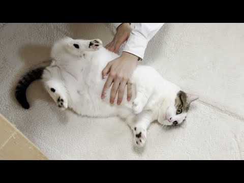 息子に「もっとコロコロ転がしてよ」とお願いする猫(YouTube)
