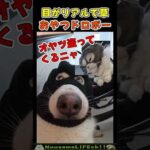 こんな可愛いドロボーなら全部あげるわ😂【犬猫団】 #犬 #dog #猫 #cat(YouTube)
