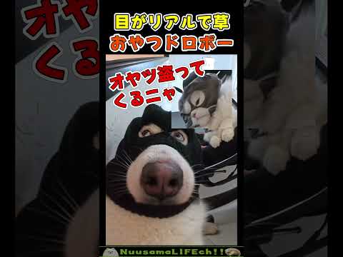 こんな可愛いドロボーなら全部あげるわ😂【犬猫団】 #犬 #dog #猫 #cat(YouTube)