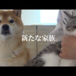 柴犬ハチ家に新たな家族が増えます【改めてご報告】(YouTube)