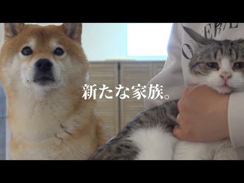 柴犬ハチ家に新たな家族が増えます【改めてご報告】(YouTube)