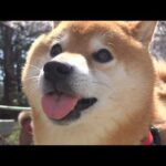 保護猫活動の裏側‥柴犬に感謝の想いを伝えてきました。(YouTube)
