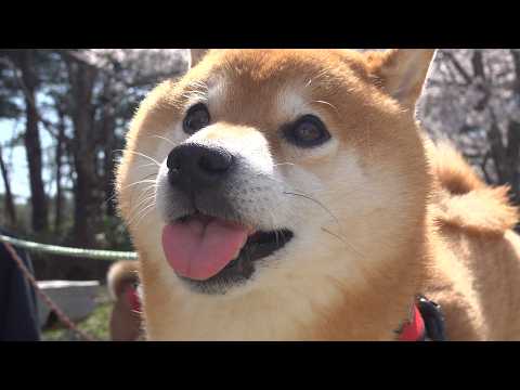 保護猫活動の裏側‥柴犬に感謝の想いを伝えてきました。(YouTube)