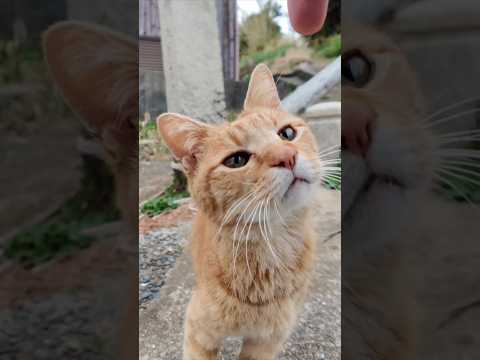 猫島から帰る前にもう一度神社に行くと近くの猫たちがまた来てくれた #ImpressedCatVideo #catisland #猫(YouTube)