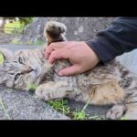 太ったキジトラ猫が転がっていたのでお腹をモフった(YouTube)