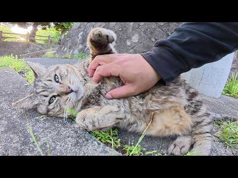 太ったキジトラ猫が転がっていたのでお腹をモフった(YouTube)