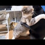 気持ち良いペロペロを突然やめちゃうと姫猫はこうなります(笑)【仲良し猫家族】(YouTube)