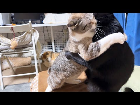 気持ち良いペロペロを突然やめちゃうと姫猫はこうなります(笑)【仲良し猫家族】(YouTube)