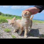お別れの時間になると「帰らないで！」と追いかけてくる濃淡茶トラ猫コンビ(YouTube)