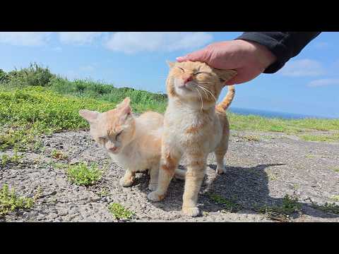 お別れの時間になると「帰らないで！」と追いかけてくる濃淡茶トラ猫コンビ(YouTube)