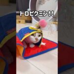 独特な遊び方をする猫トロしゃん！ #shorts(YouTube)