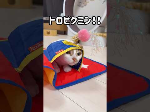 独特な遊び方をする猫トロしゃん！ #shorts(YouTube)