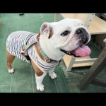何時も保護犬の子守を頑張ってるまるこの笑顔が見たくてイチゴ狩りに行ってきました♪(YouTube)