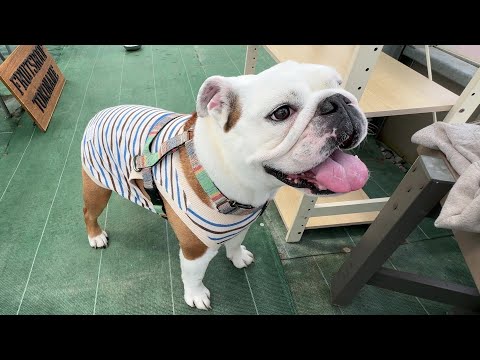 何時も保護犬の子守を頑張ってるまるこの笑顔が見たくてイチゴ狩りに行ってきました♪(YouTube)