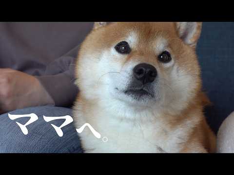 柴犬とママの愛、深すぎ問題。感動の理由に脱帽でした…🐾♡(YouTube)