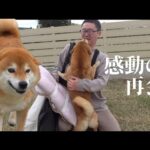 柴犬が不在のパパを待つ姿が健気すぎる…おかえりなさい。(YouTube)