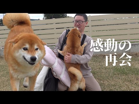 柴犬が不在のパパを待つ姿が健気すぎる…おかえりなさい。(YouTube)