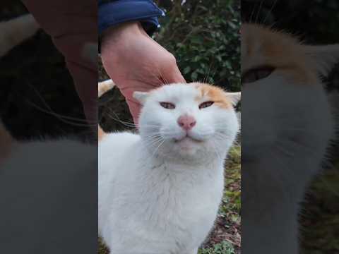 公園の植込みの裏にいた猫ちゃん、モフられにきた #ImpressedCatVideo #catisland #猫(YouTube)