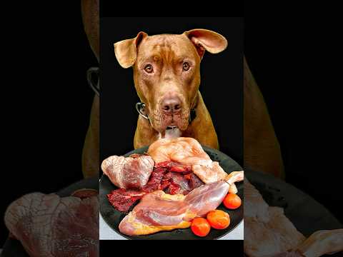 今日も骨付き肉をうまそうに食べるピットブル #咀嚼音(YouTube)