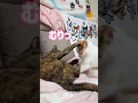 一緒に寝たいトロと1人で寝たいモモの戦いがこちらです！ #shorts(YouTube)