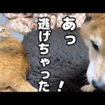 グイグイ甘える子ども猫に驚いて逃げた後の柴犬の行動が優しすぎました(YouTube)