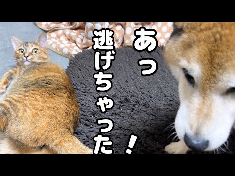 グイグイ甘える子ども猫に驚いて逃げた後の柴犬の行動が優しすぎました(YouTube)