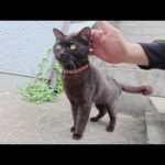 他の猫をモフると、可愛いポーズで「かまって！」と要求してくる黒猫(YouTube)
