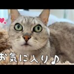 猫たちに新しいベッドをプレゼント！(YouTube)