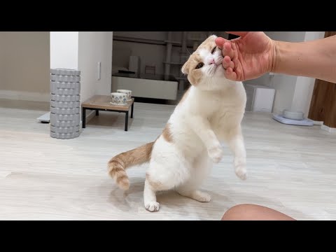 食欲より甘えたい欲が勝っちゃうはなちゃんが可愛すぎたw(YouTube)