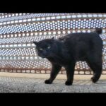 防波堤にいた黒猫ちゃん、ナデナデすると頭を地面に擦りつけてカワイイ(YouTube)