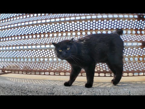 防波堤にいた黒猫ちゃん、ナデナデすると頭を地面に擦りつけてカワイイ(YouTube)