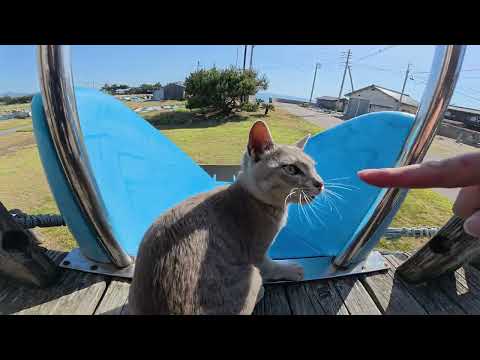 灰色猫ちゃんと公園に行ったら、アスレチックで楽しそうに遊んでくれた(YouTube)