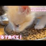 食べる？食べて！ 離乳できそうなんですが・・・  泥の中からレスキューされた子猫  モグ    2025 05 23 2(YouTube)