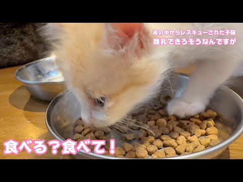 食べる？食べて！ 離乳できそうなんですが・・・  泥の中からレスキューされた子猫  モグ    2025 05 23 2(YouTube)
