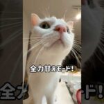 夜寝る時間のチロさんの爆音ゴロゴロ！ #shorts(YouTube)