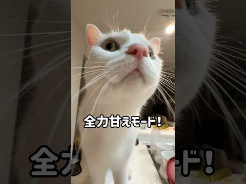 夜寝る時間のチロさんの爆音ゴロゴロ！ #shorts(YouTube)