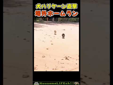 衝突事故で場外に飛ばされる犬ｗ😂【ハリ犬】 #犬 #dog(YouTube)